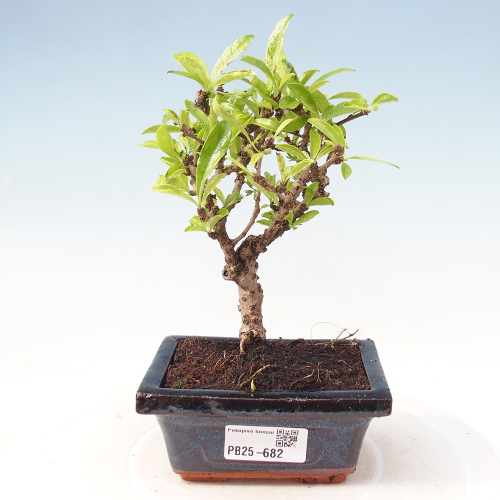 Bonsaï de chambre - Carmona macrophylla - Tea fuki