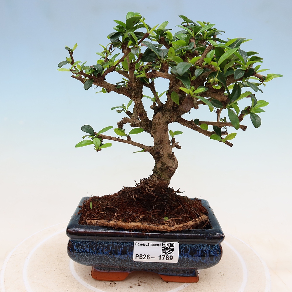 Bonsaï de chambre - Carmona macrophylla - Tea fuki