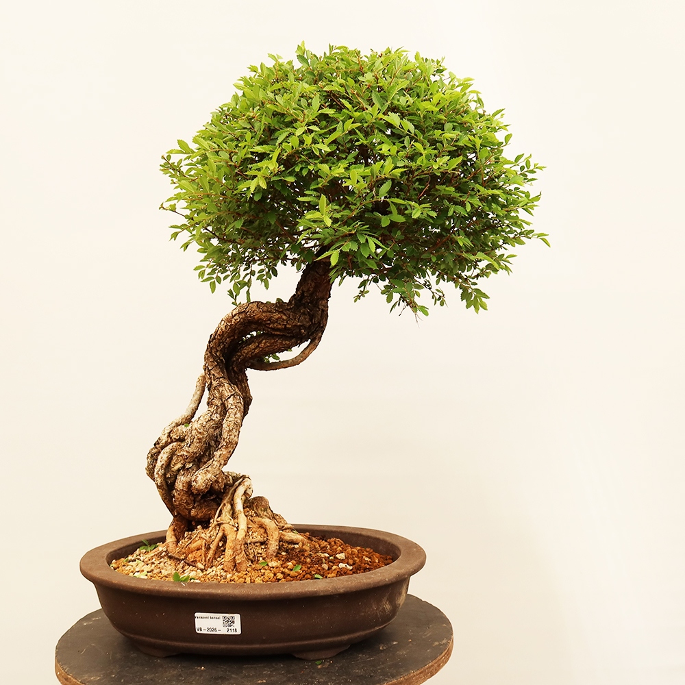 Bonsaï d'extérieur - Zelkova - Zelkova NIRE