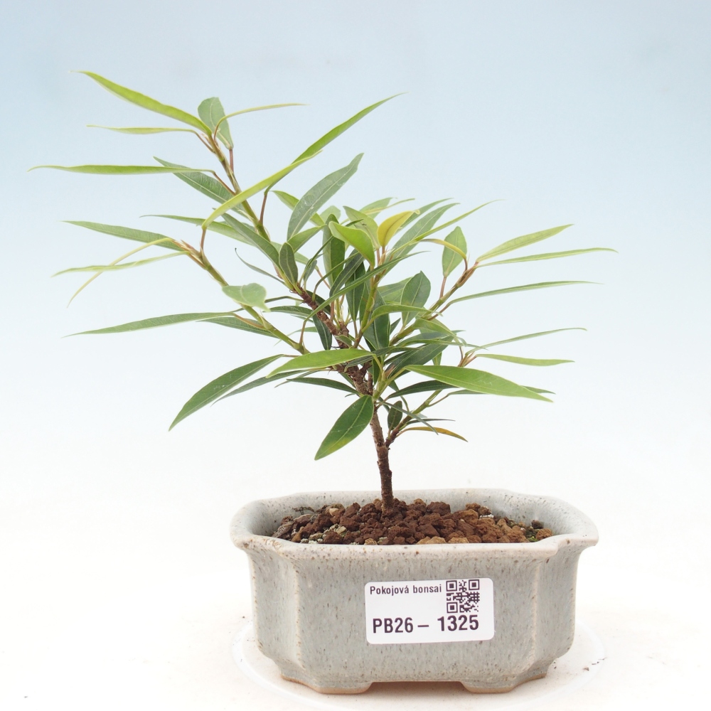 Salle bonsaï - Ficus nerifolia - ficus à petites feuilles