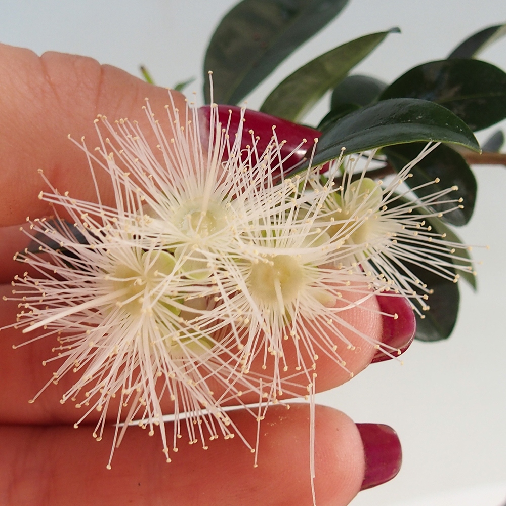 Bonsaï de chambre - Australian cherry - Eugenia uniflora - COLLECTION PERSONNELLE UNIQUEMENT ou transport sur palette