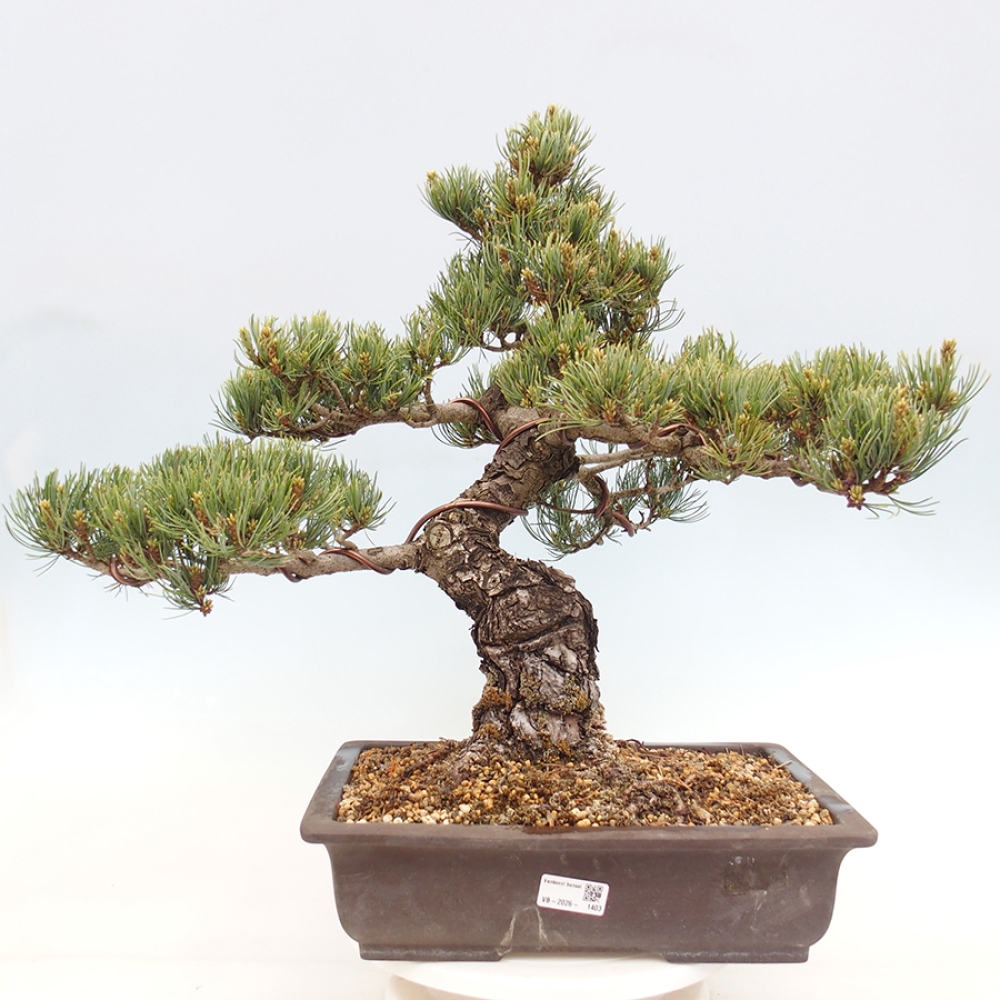 Bonsaï d'extérieur - Pinus parviflora - Pinus parviflora