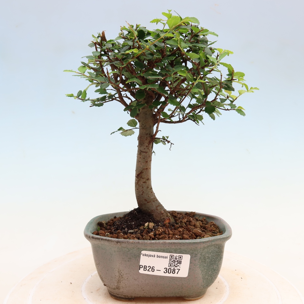 Bonsaï de chambre - Ulmus parvifolia - Orme à petites feuilles