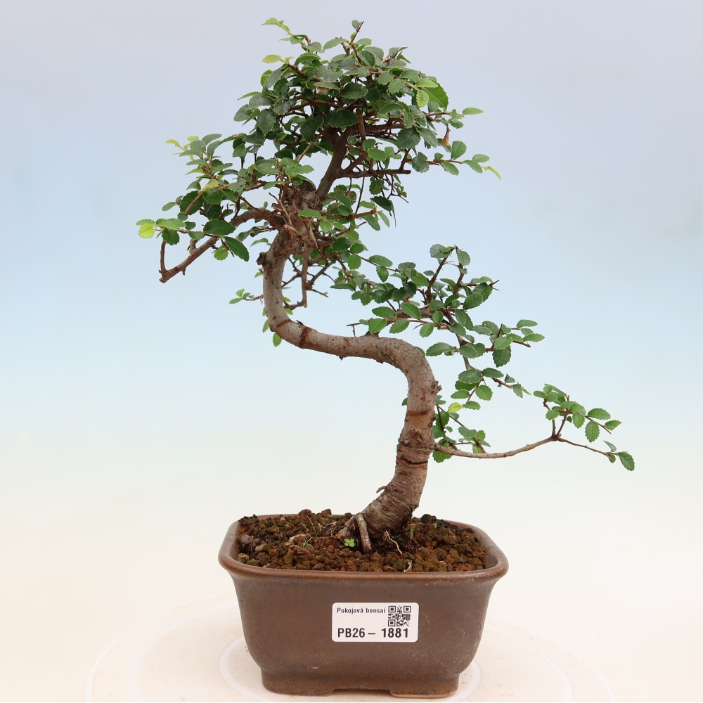 Bonsaï de chambre - Ulmus parvifolia - Orme à petites feuilles