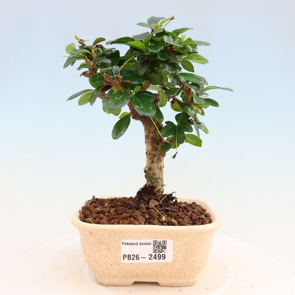Bonsaï de chambre - Carmona macrophylla - Tea fuki