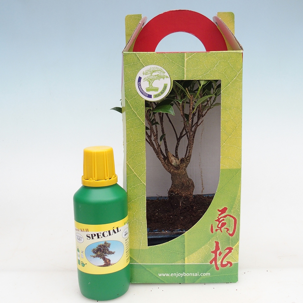 Bonsaï de chambre en boîte cadeau Ficus retusa - Ficus à petites feuilles