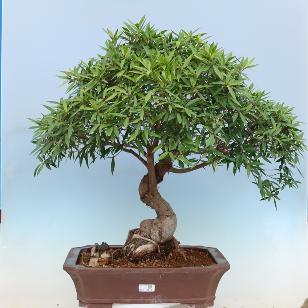 Salle bonsaï - Ficus nerifolia - ficus à petites feuilles