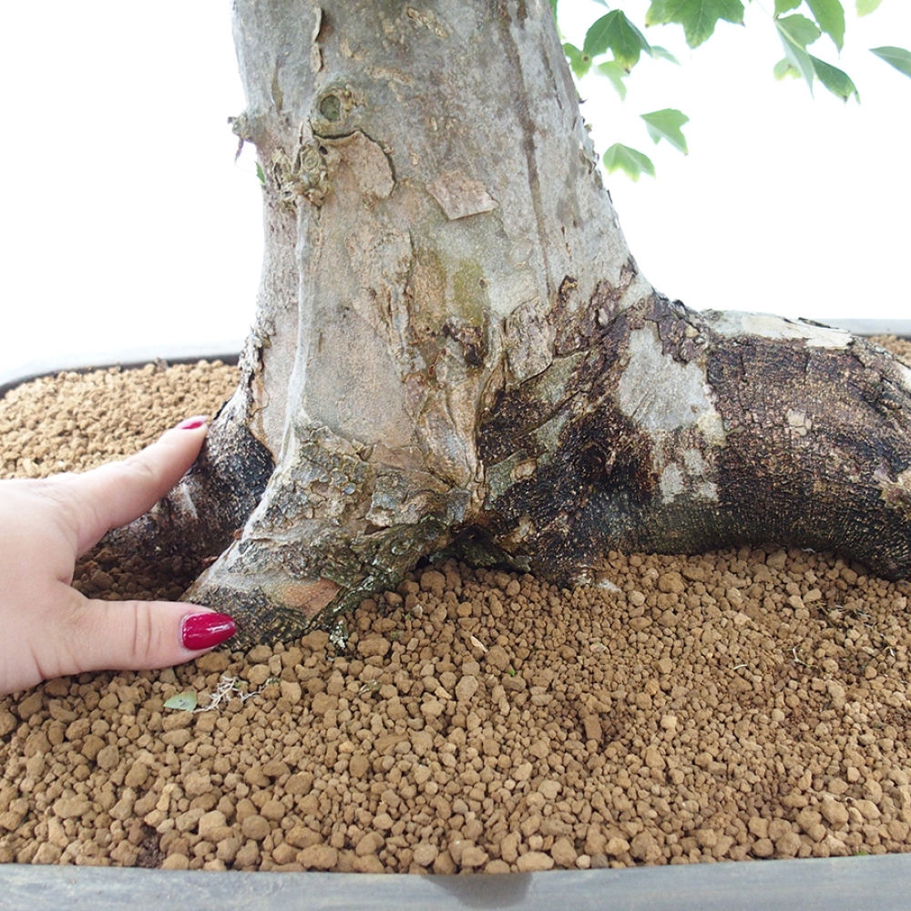 Bonsaï d'extérieur - Acer Buergerianum - Burger Maple