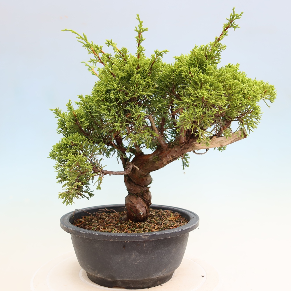 Bonsaï d'extérieur - Juniperus chinensis Itoigawa-Juniperus chinensis