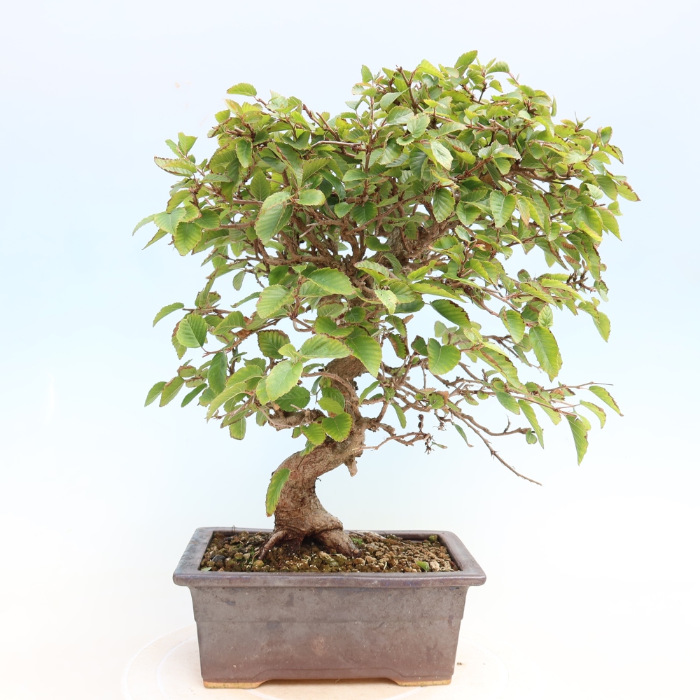Bonsaï d'extérieur -Carpinus CARPINOIDES - Charme de Corée