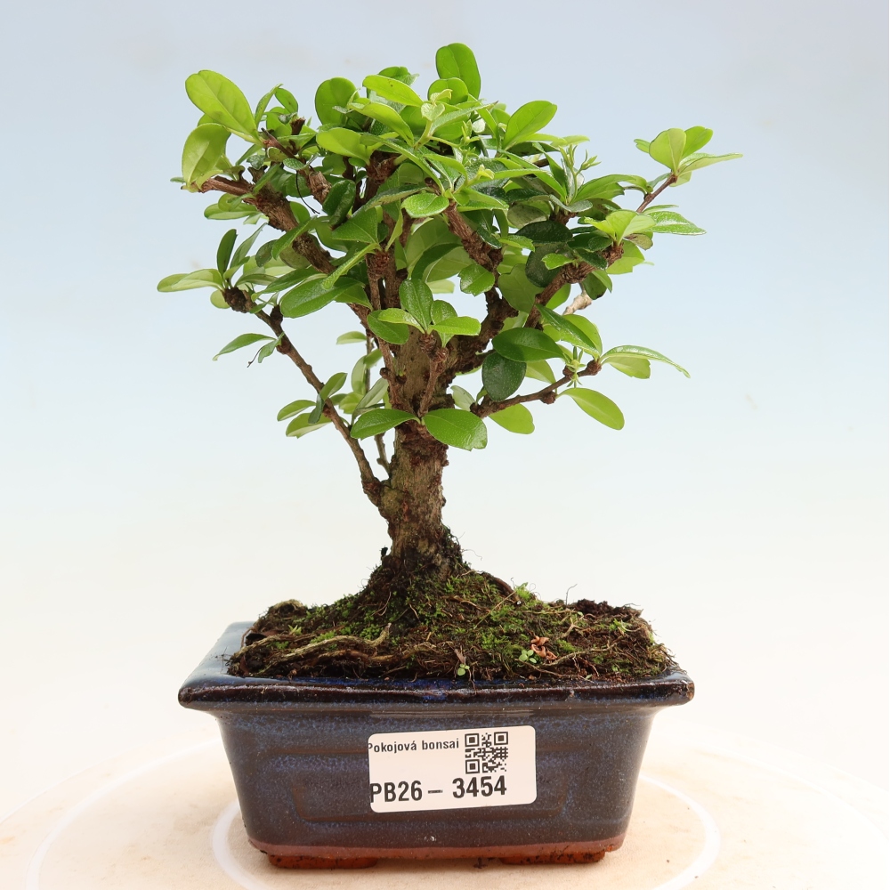 Bonsaï de chambre - Carmona macrophylla - Tea fuki