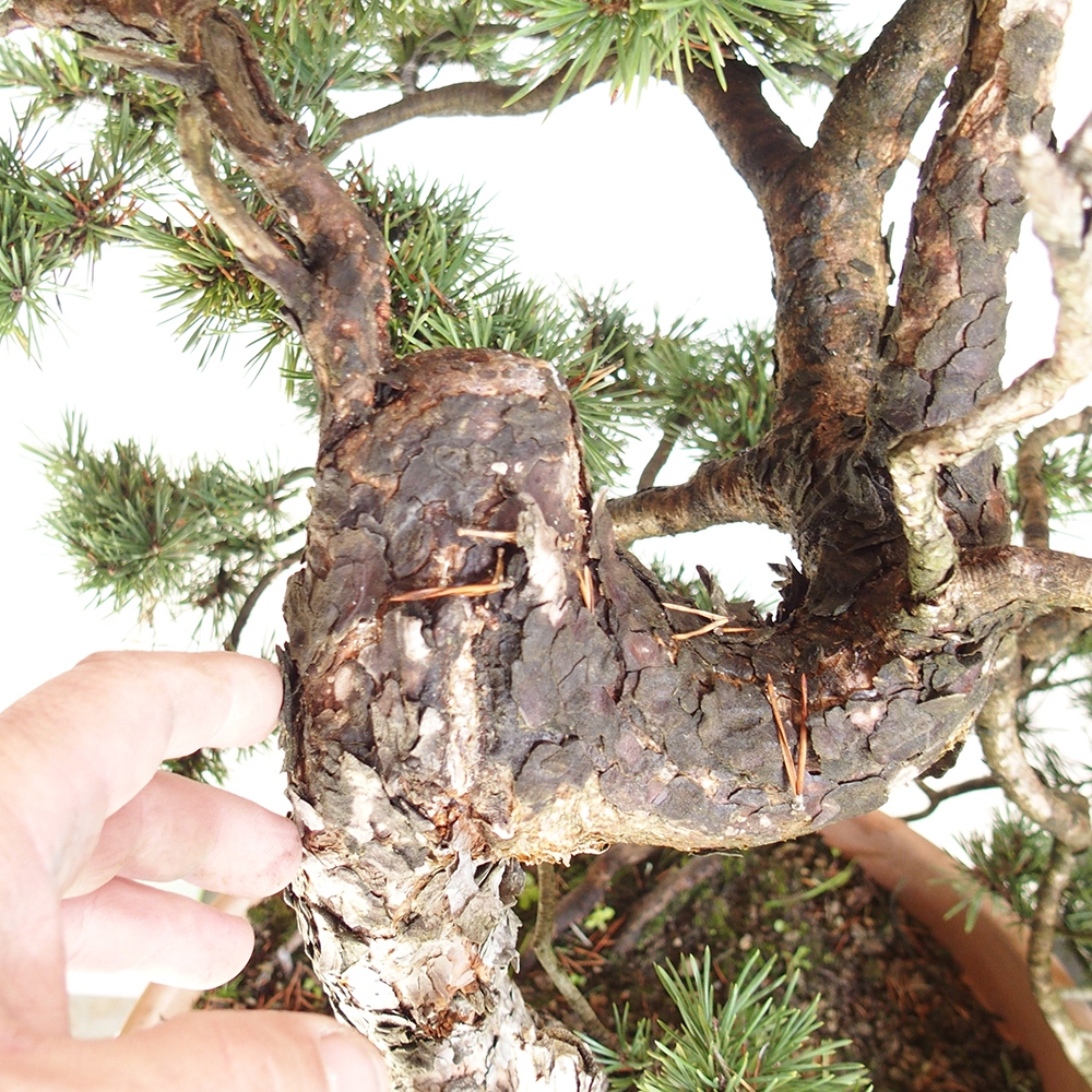 Yamadori - Pinus sylvestris Espagne