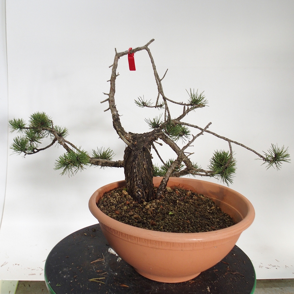 Yamadori - Pinus sylvestris Espagne