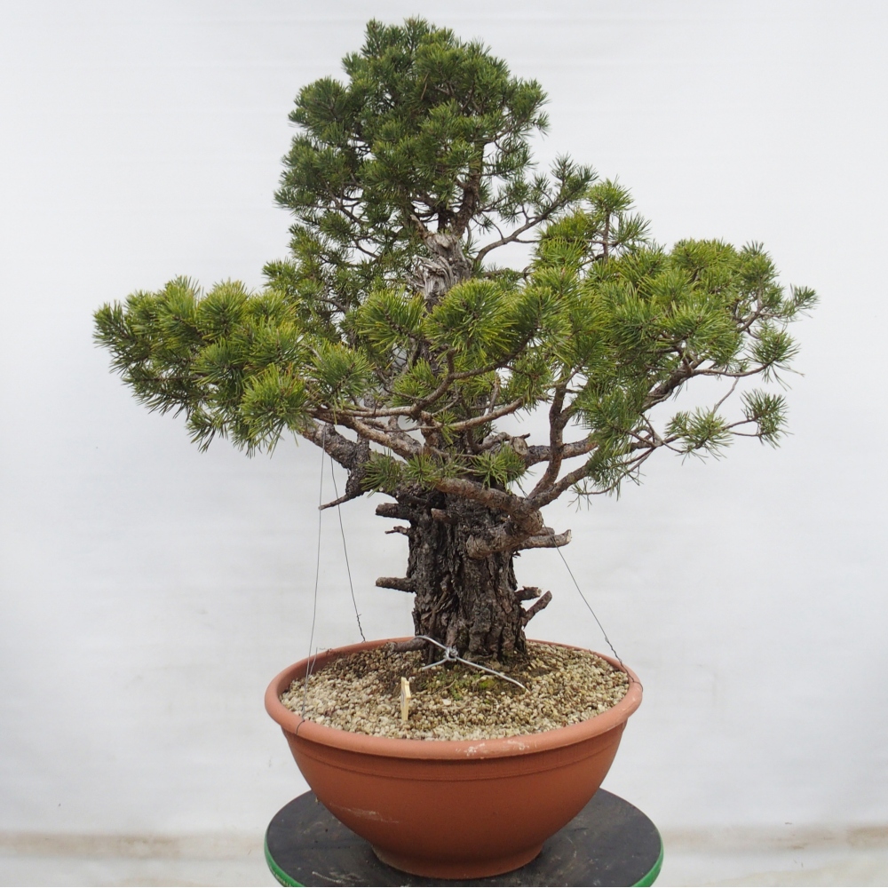 Yamadori - Pinus sylvestris Espagne
