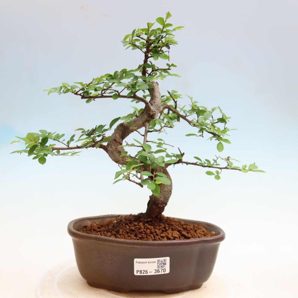 Bonsaï de chambre - Ulmus parvifolia - Orme à petites feuilles