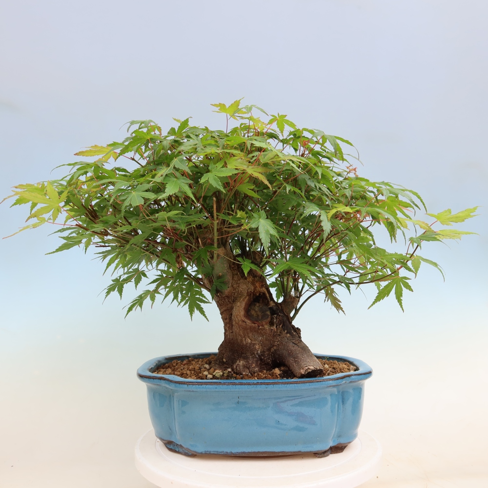Bonsaï d'extérieur - Maple Burger - Acer Burgerianum