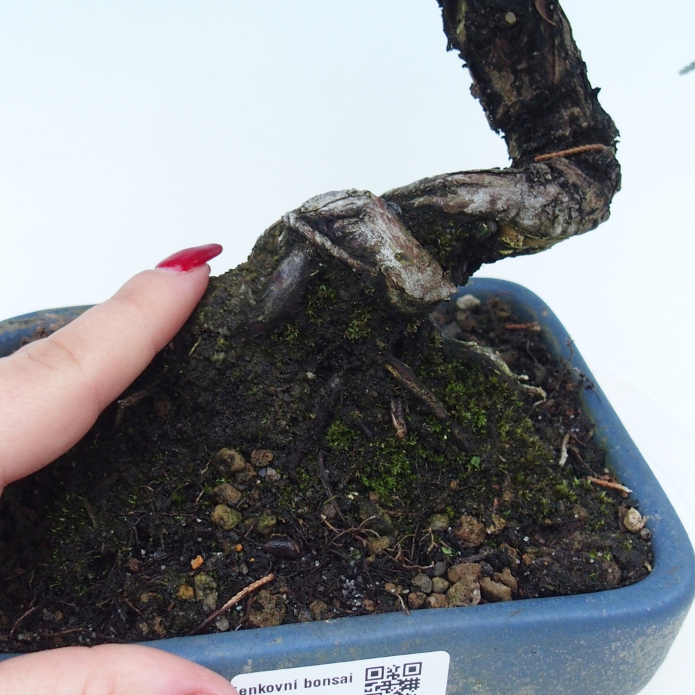 Bonsaï d'extérieur - Juniperus chinensis Kishu