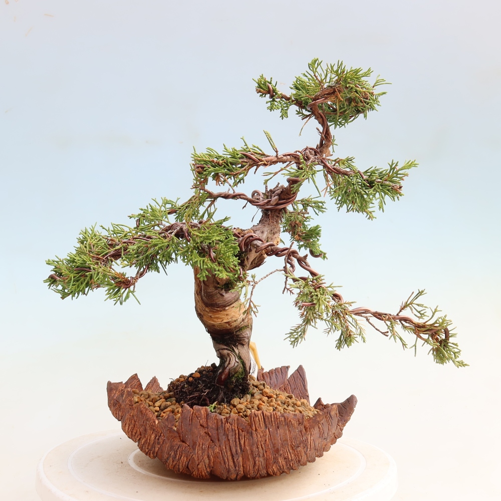 Bonsaï d'extérieur - Juniperus chinensis Itoigawa-Juniperus chinensis