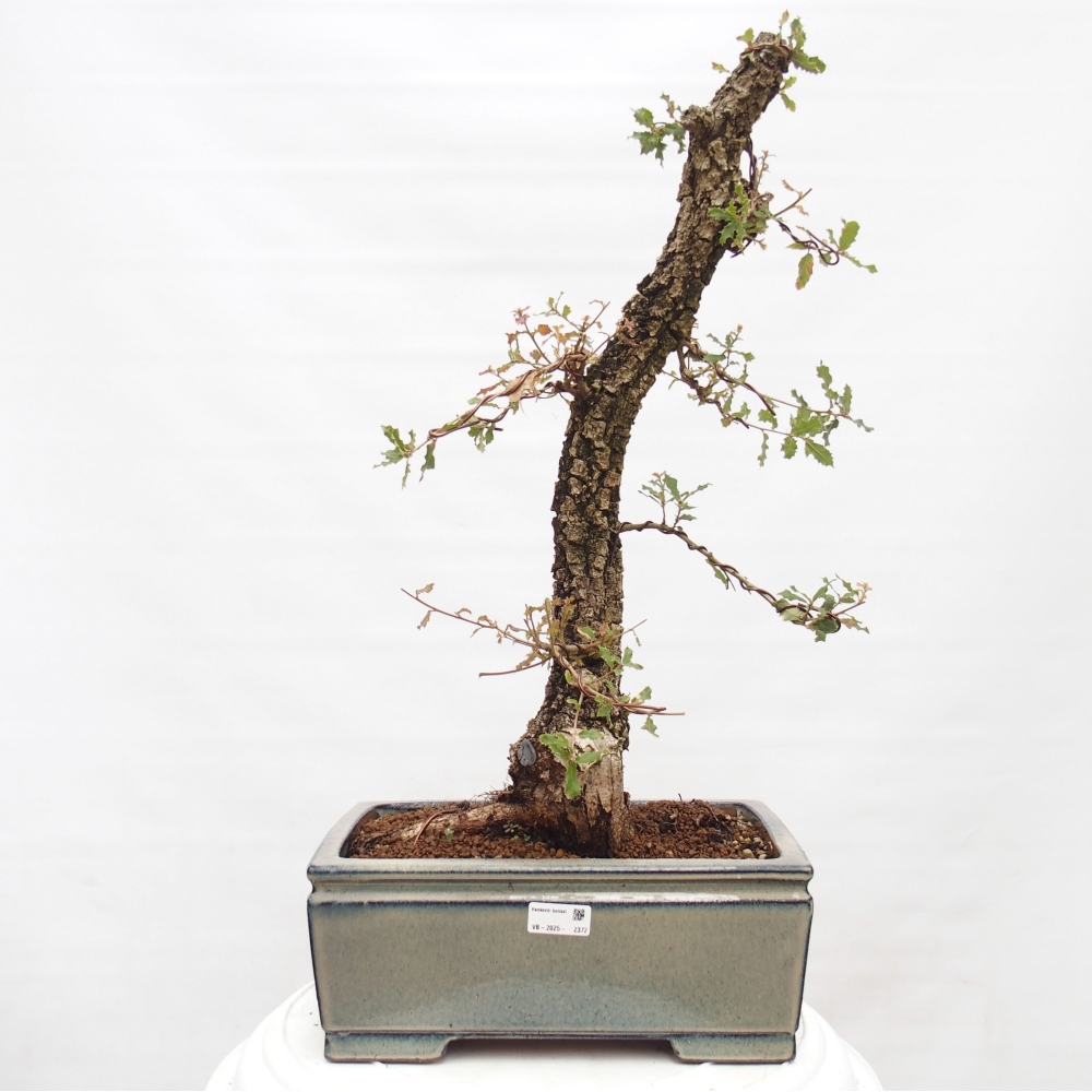 Yamadori - Quercus Ilex - Chêne vert