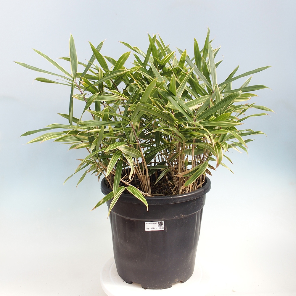 Bonsaï d'extérieur - Sasaella masamuneana Albostriata - Bambou