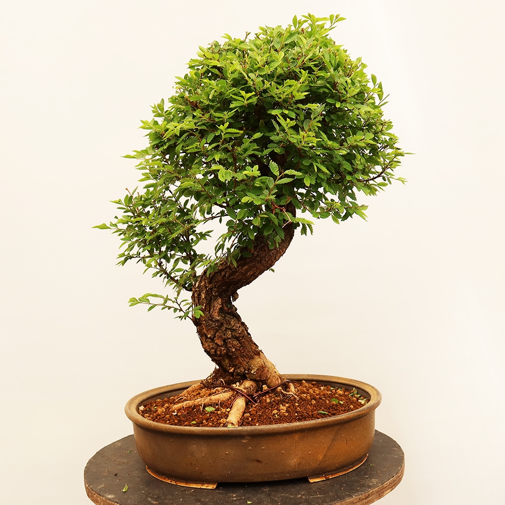Bonsaï d'extérieur - Zelkova - Zelkova NIRE