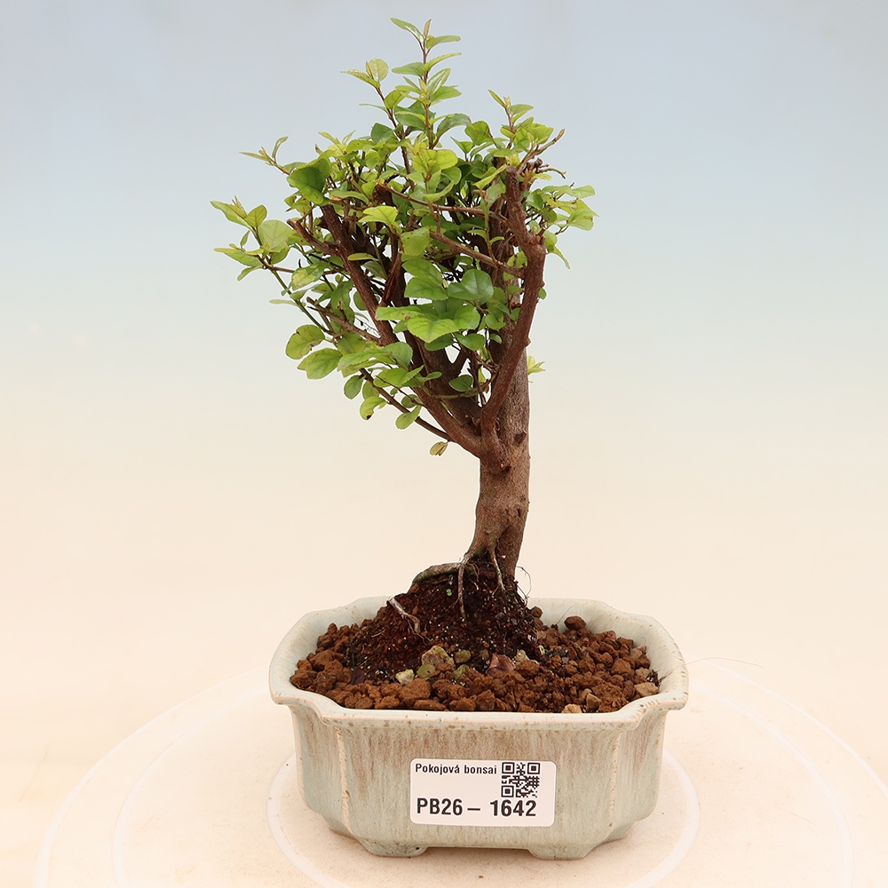 Bonsaï de chambre - Sageretia thea - Sageretia thea