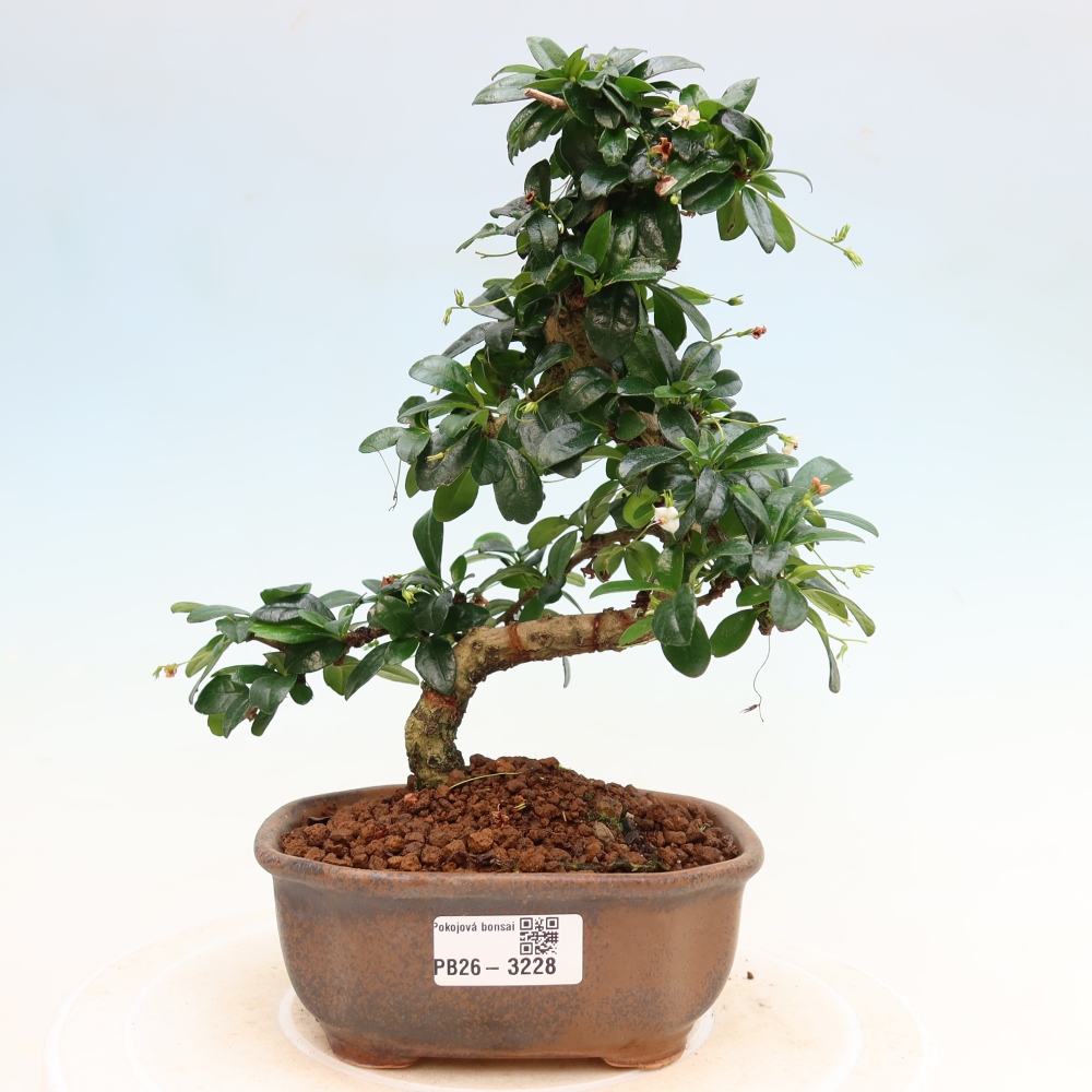 Bonsaï de chambre - Carmona macrophylla - Tea fuki