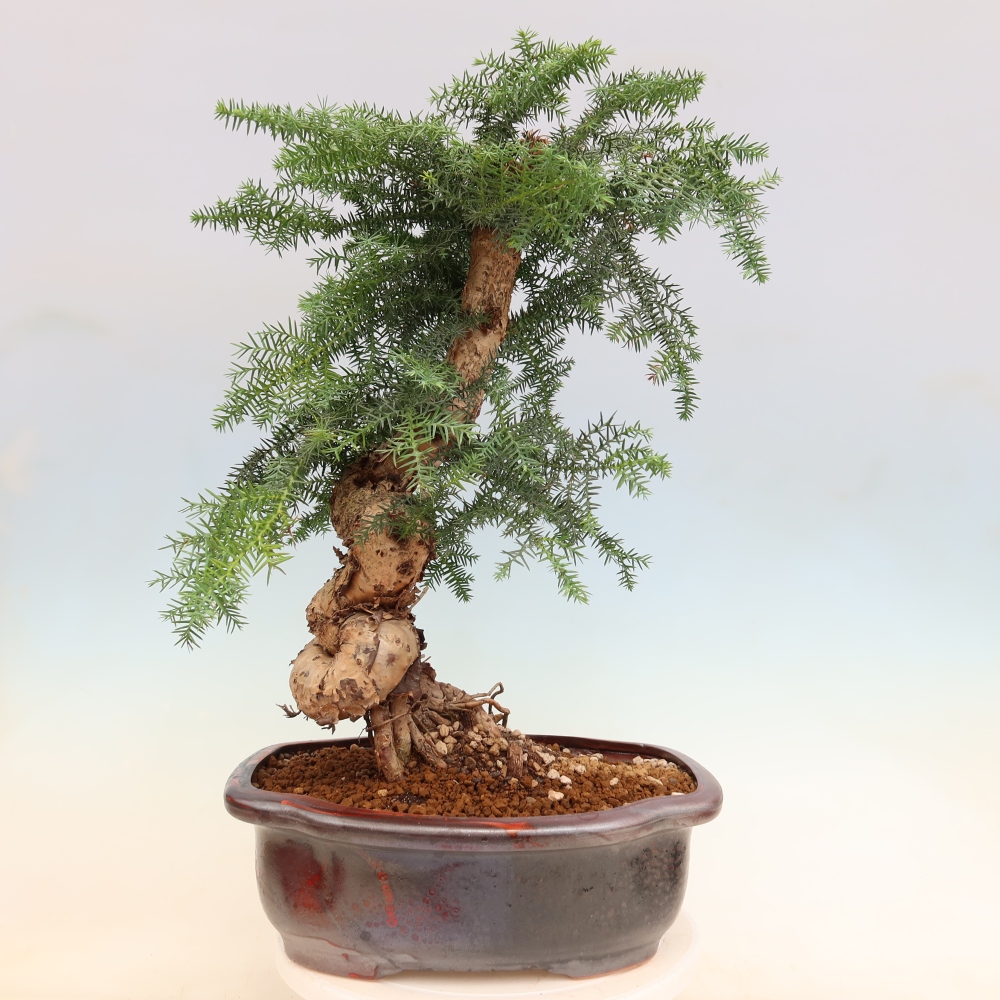 Bonsaï de chambre - Araucaria - épicéa de chambre