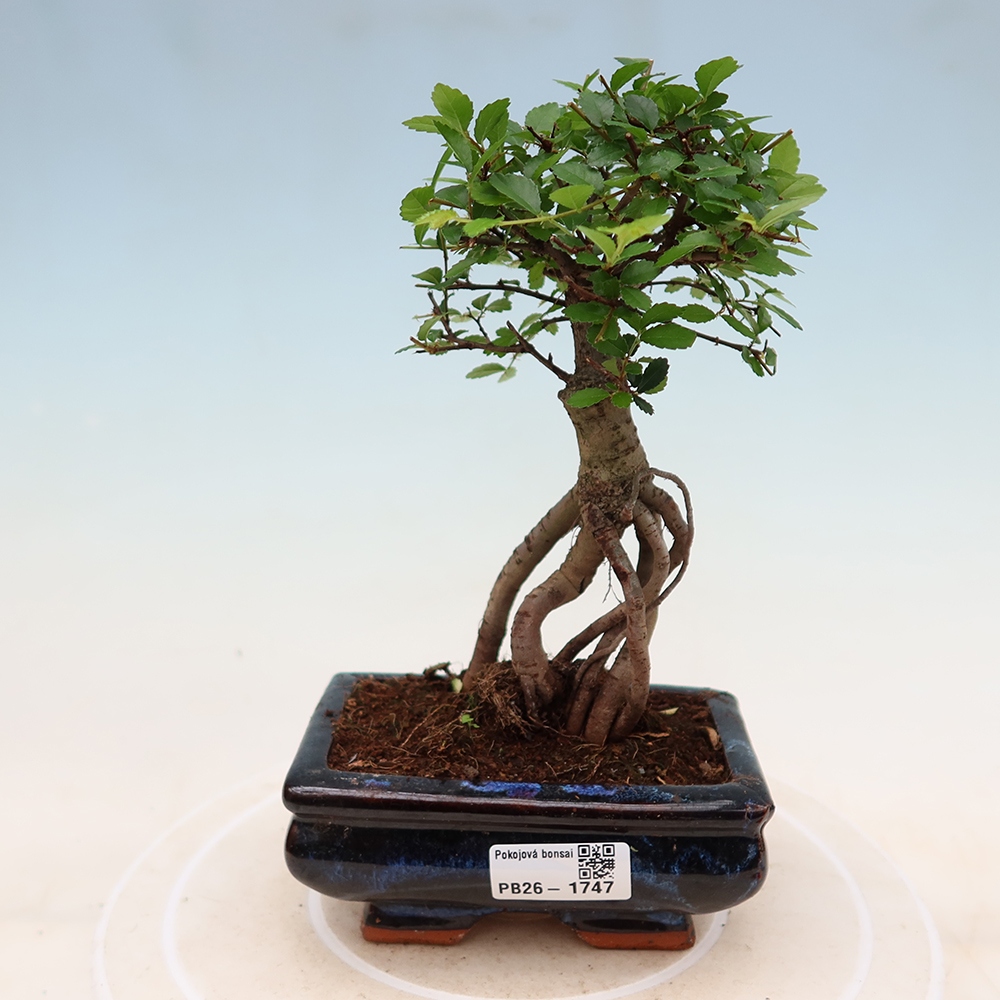 Bonsaï de chambre - Ulmus parvifolia - Orme à petites feuilles