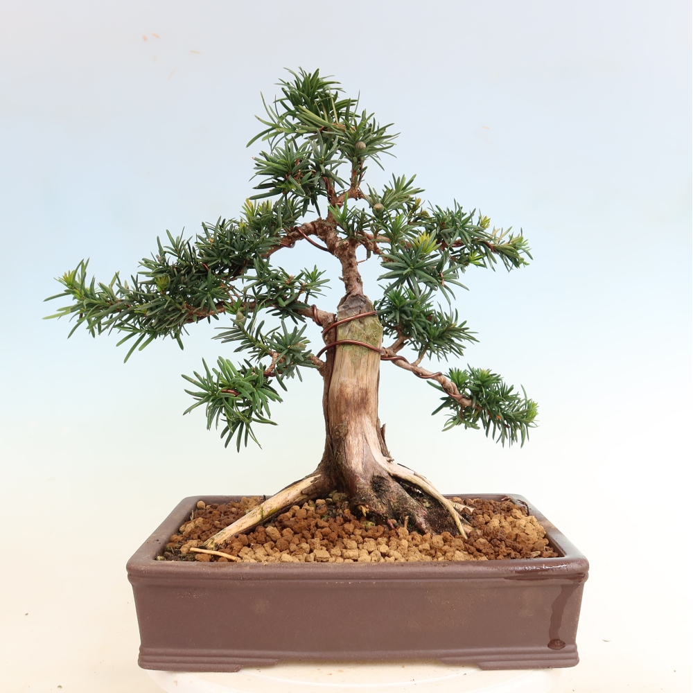 Bonsaï d'extérieur - Taxus cuspidata - If japonais