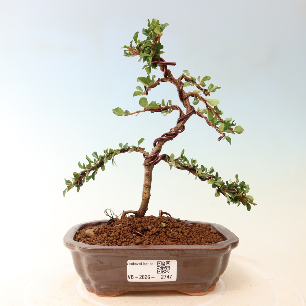 Bonsaï d'extérieur - Cotoneaster horizontalis - Rocky Mountain