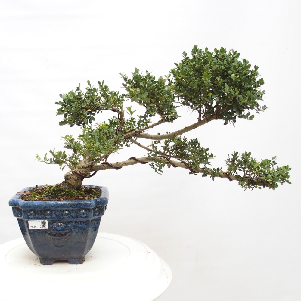 Bonsaï de chambre - Ilex crenata - Houx