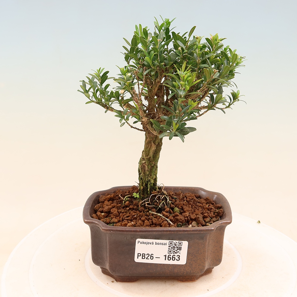 Bonsaï de chambre - Buxus harlandii - buxus liège