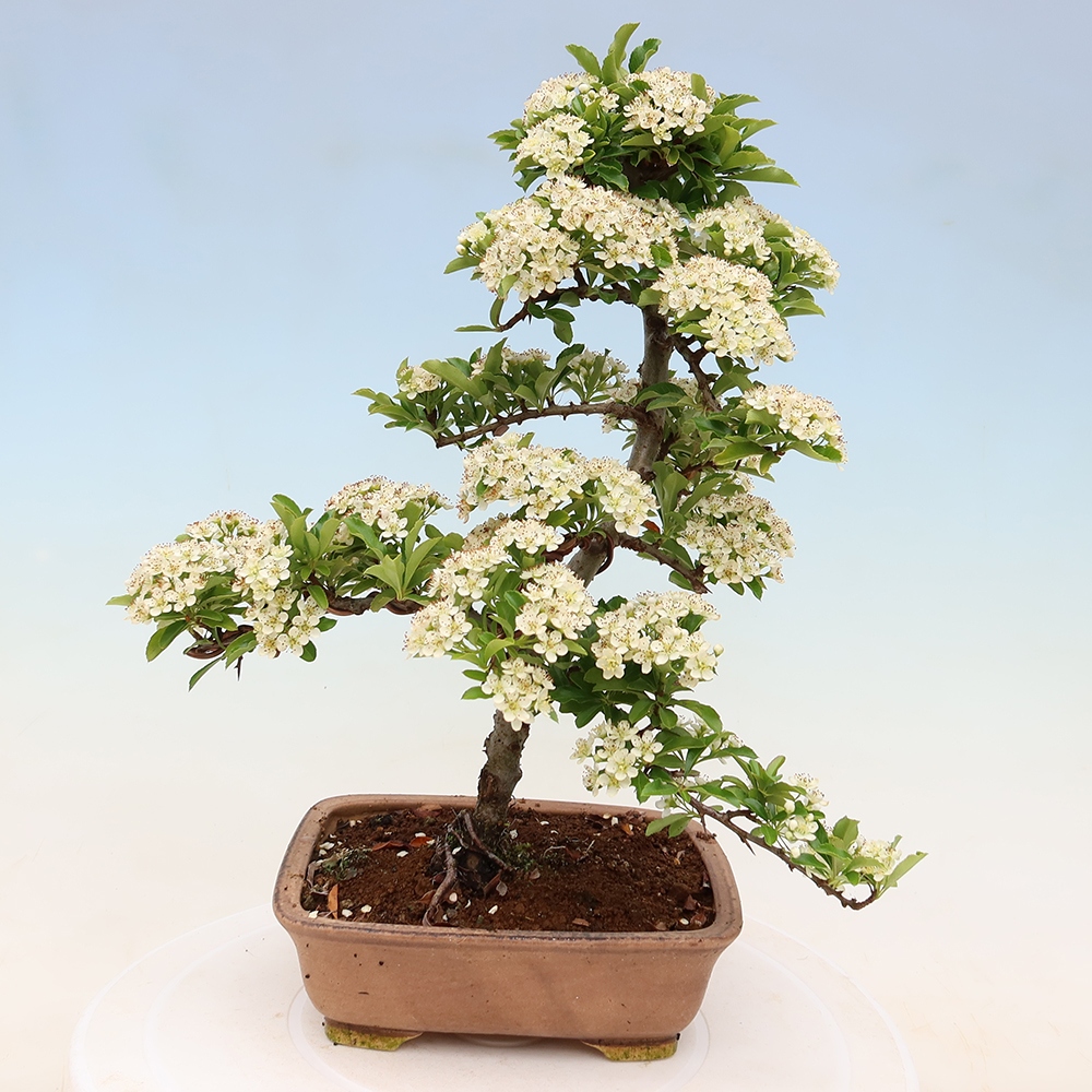 Bonsaï d'extérieur - Pyracantha teton - Pyracantha écarlate