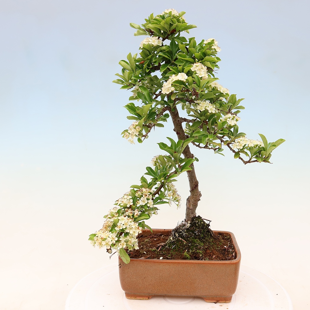 Bonsaï d'extérieur - Pyracantha teton - Pyracantha