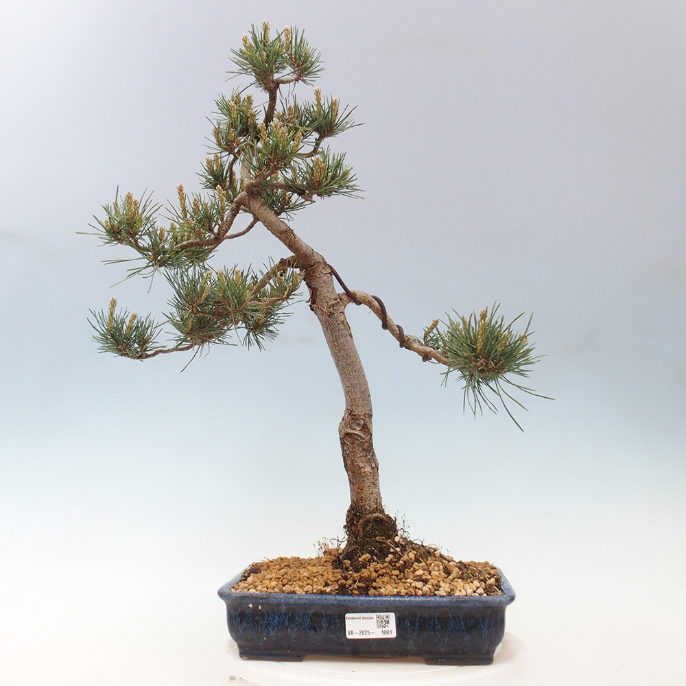 Bonsaï d'extérieur - Pinus Sylvestris Watererri - Pin sylvestre