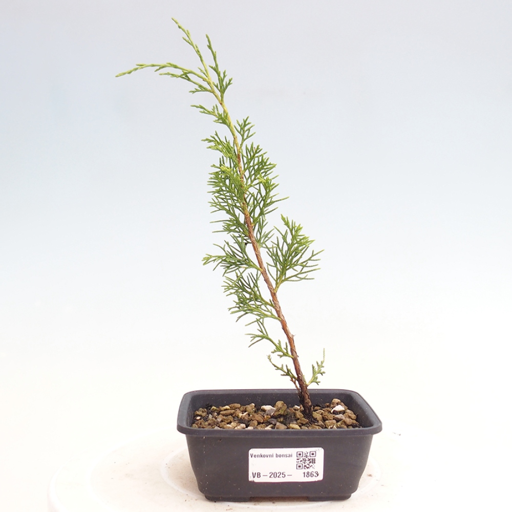 Bonsaï d'extérieur - Juniperus chinensis Itoigawa