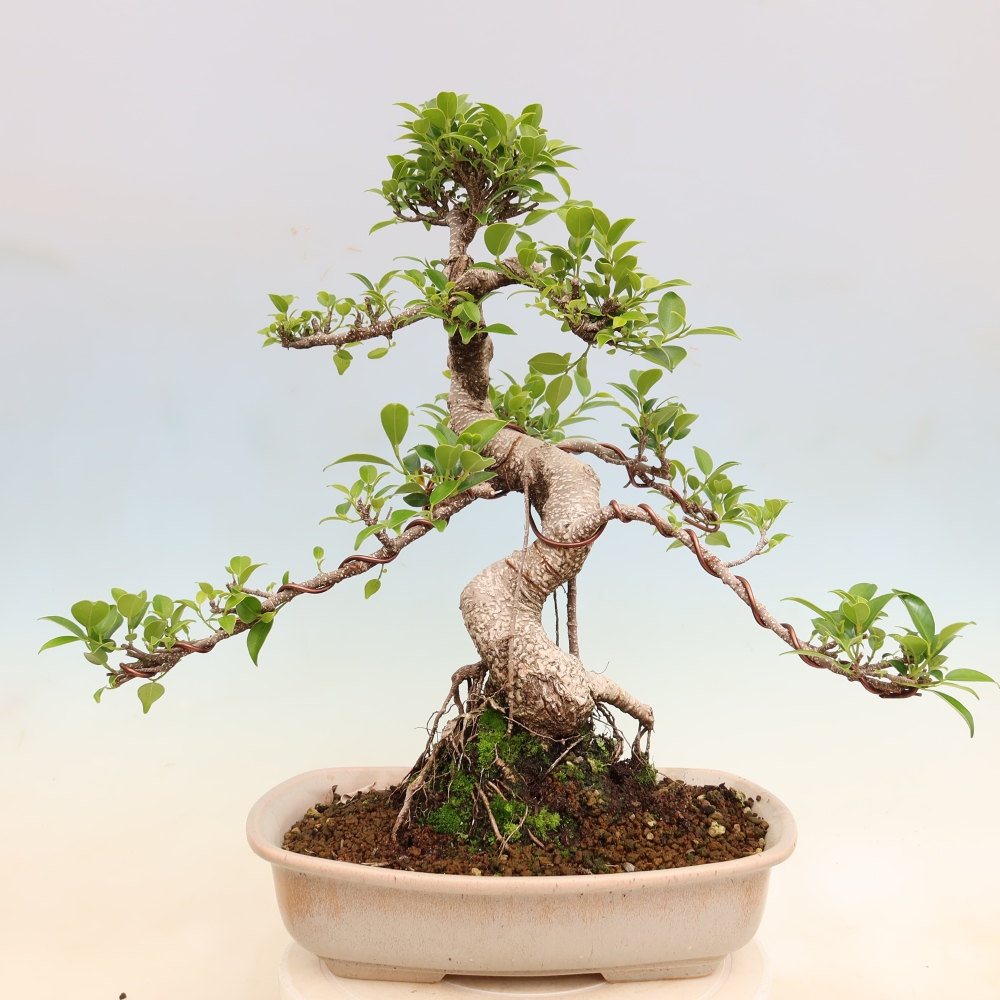 Salle bonsaï - Ficus kimmen - ficus à petites feuilles