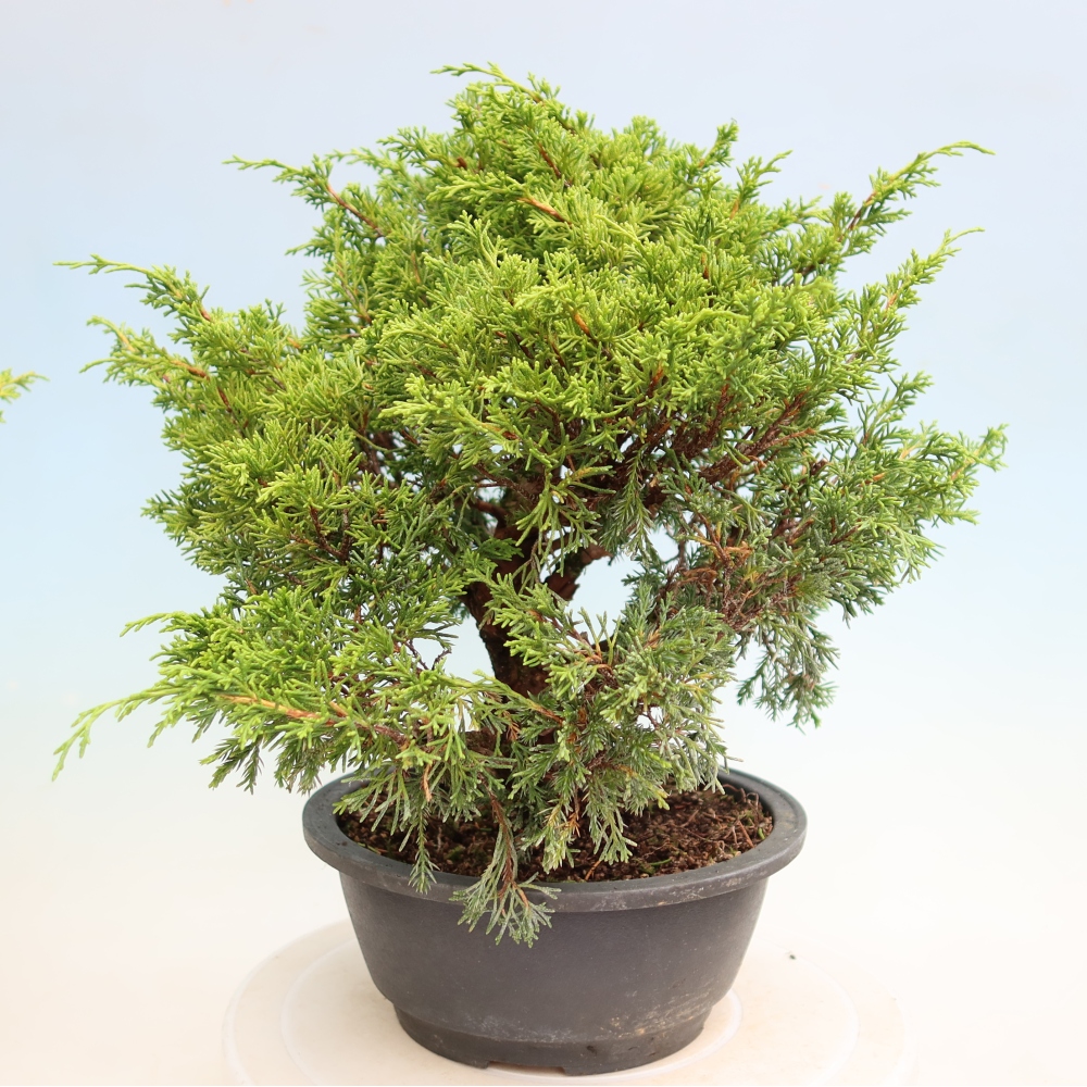 Bonsaï d'extérieur - Juniperus chinensis Itoigawa-Juniperus chinensis