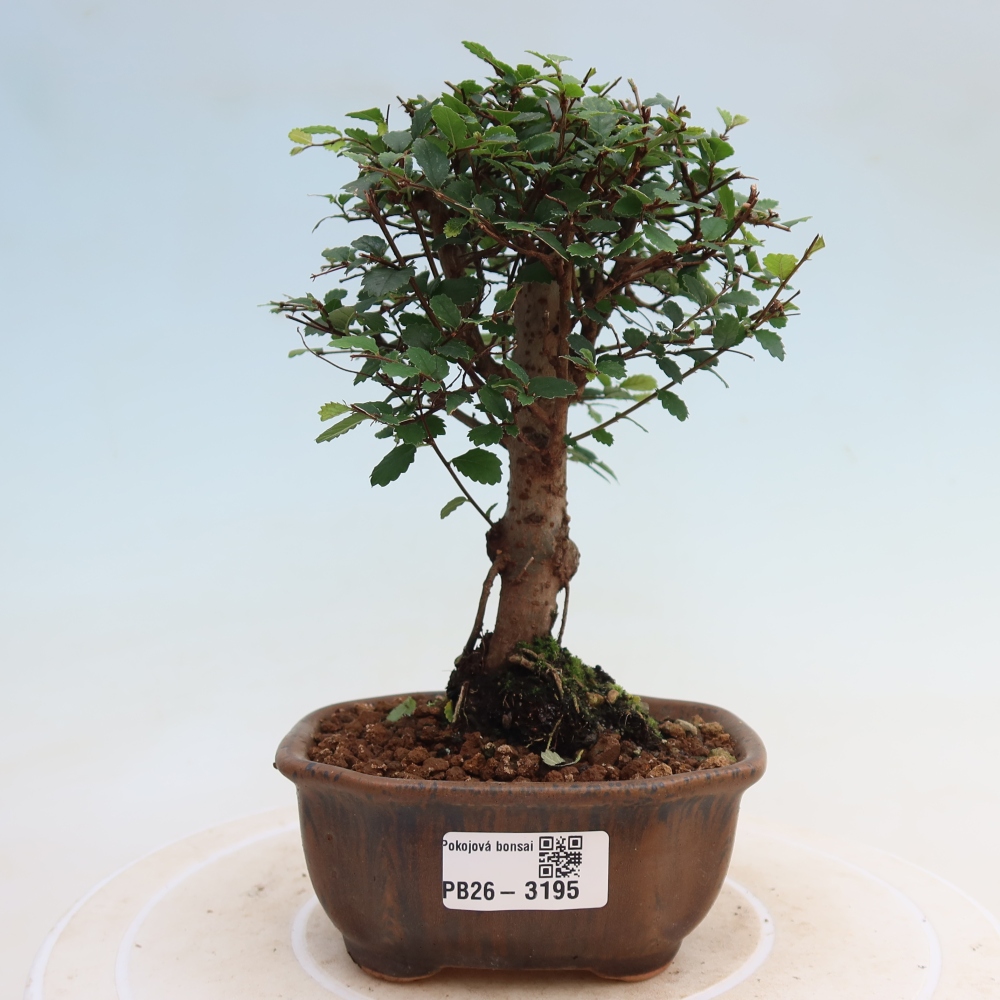 Bonsaï de chambre - Ulmus parvifolia - Orme à petites feuilles