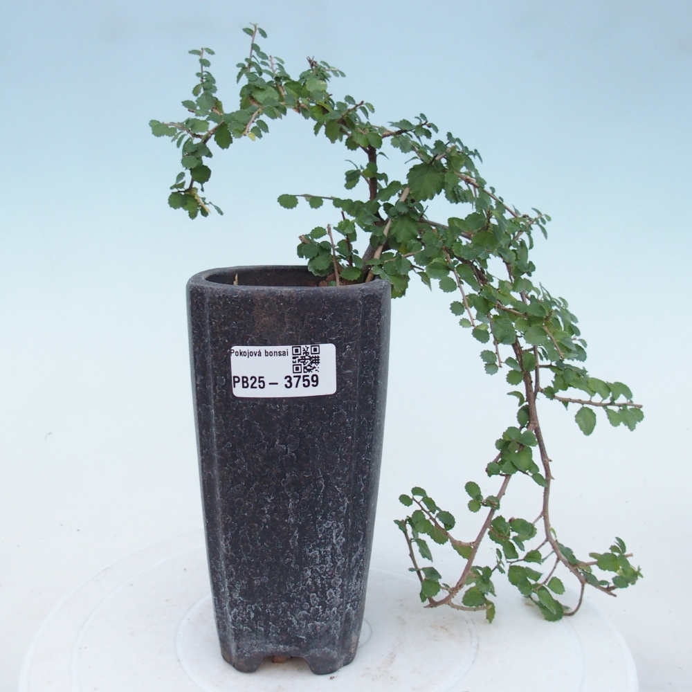 Bonsaï de chambre - Grewia sp. - Grewia malafolia