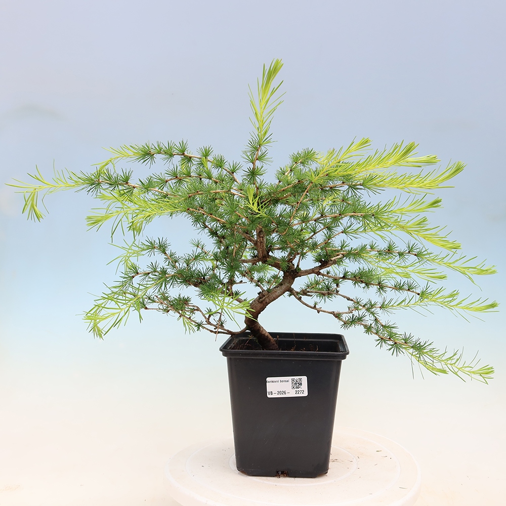 Bonsaï d'extérieur -Larix decidua - Mélèze