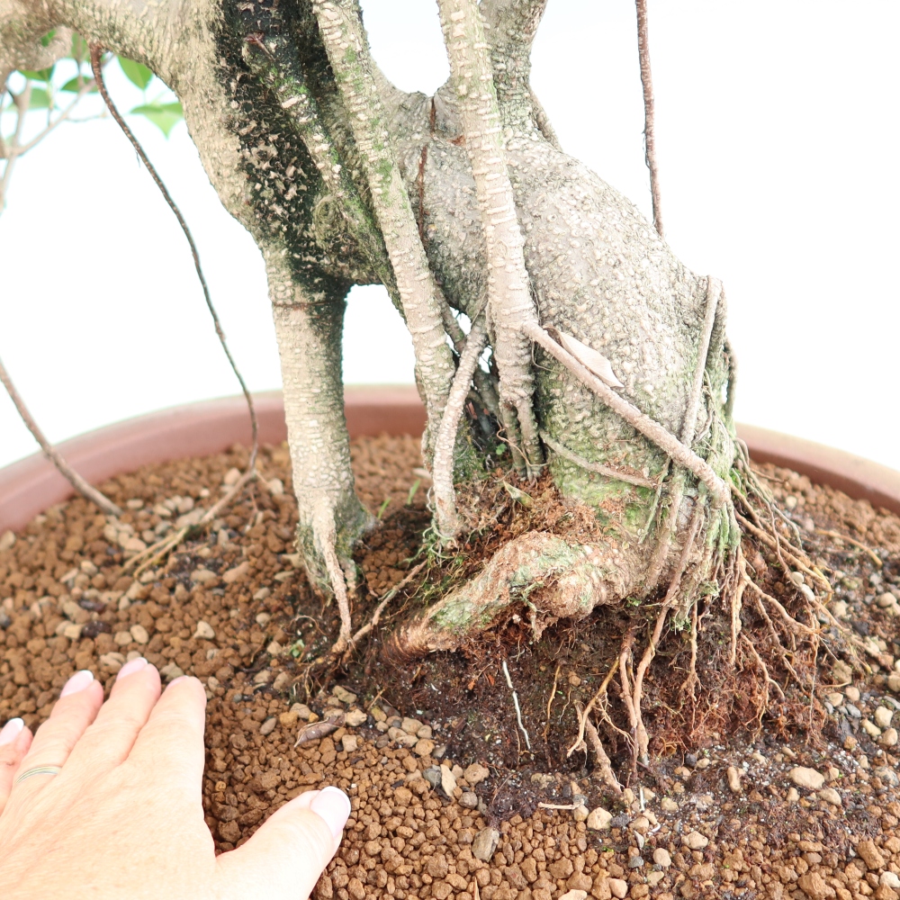 Salle bonsaï - Ficus kimmen - ficus à petites feuilles