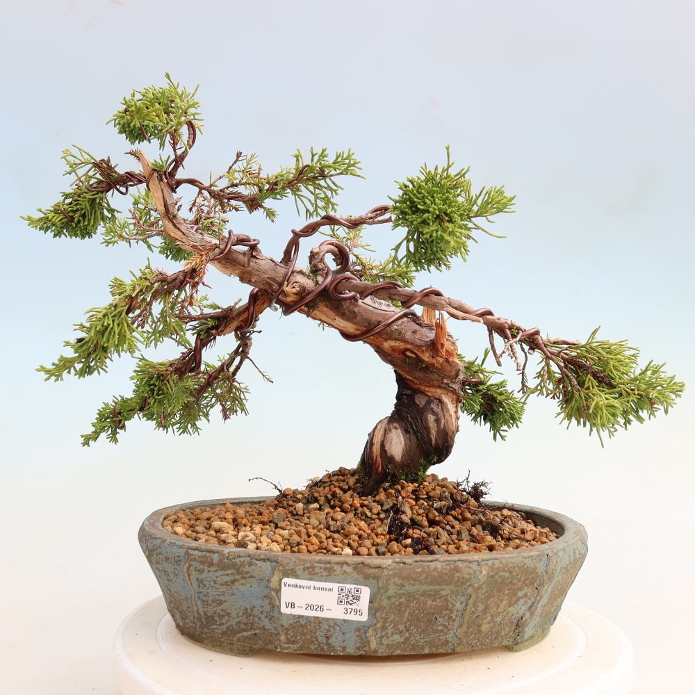 Bonsaï d'extérieur - Juniperus chinensis Itoigawa-Juniperus chinensis