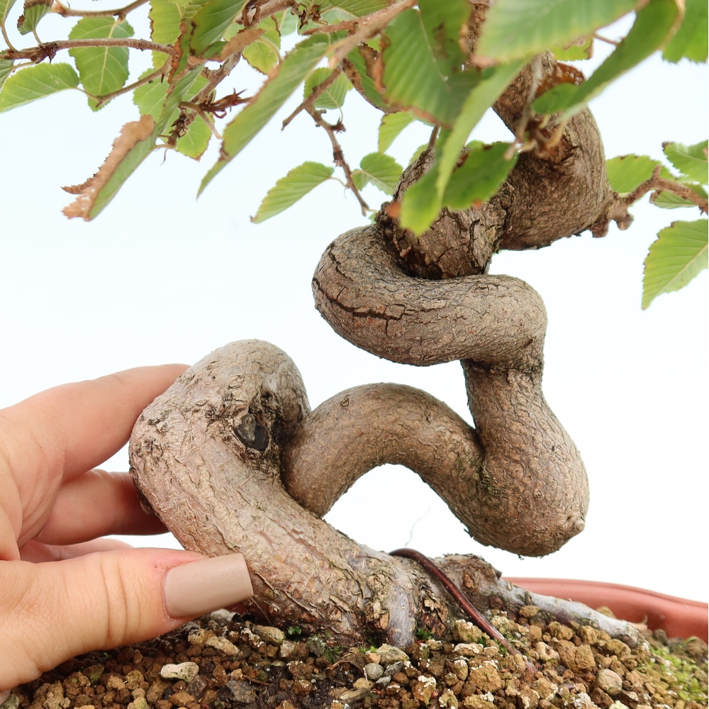 Bonsaï d'extérieur -Carpinus CARPINOIDES - Charme de Corée