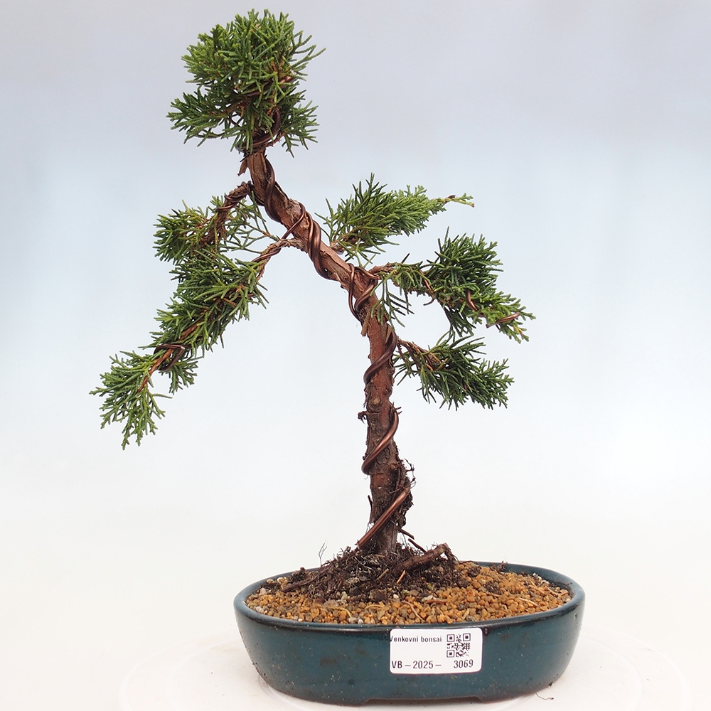 Bonsaï d'extérieur - Juniperus chinensis Kishu