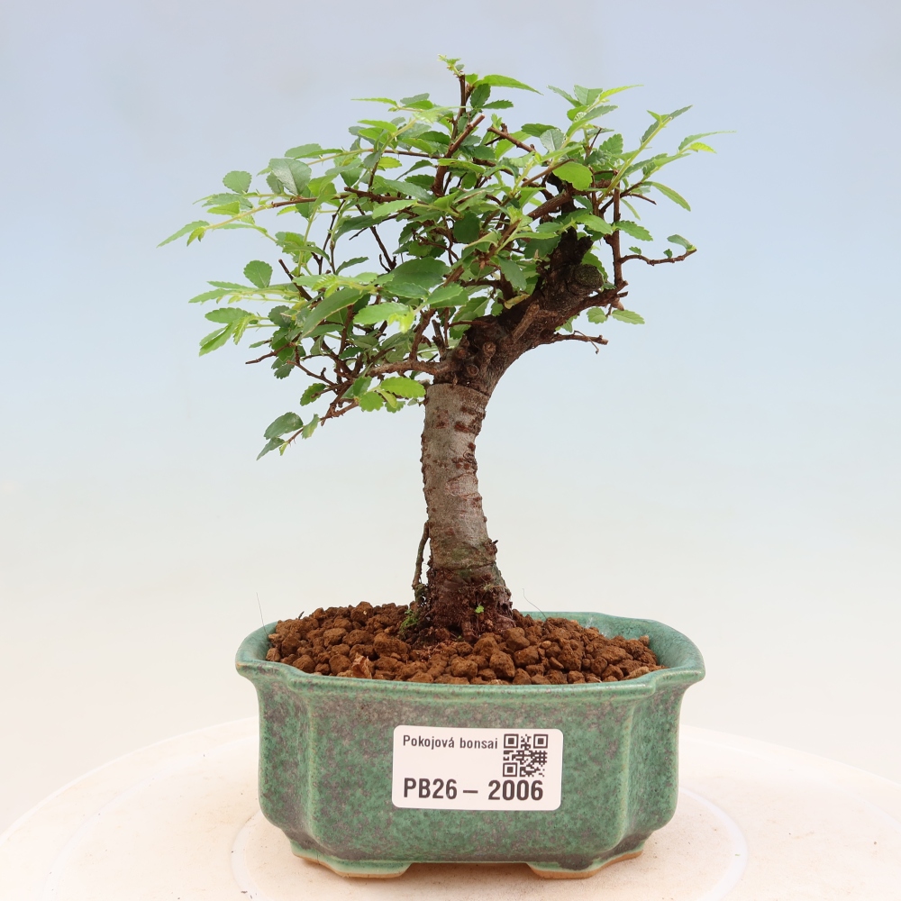 Bonsaï de chambre - Ulmus parvifolia - Orme à petites feuilles