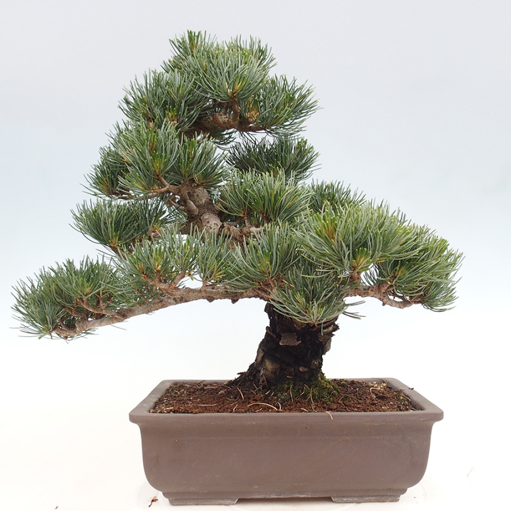 Bonsaï d'extérieur - Pinus parviflora - Pinus parviflora