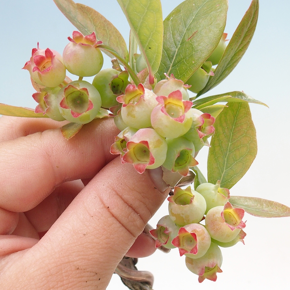 Bonsaï d'extérieur - Myrtille du Canada - Vaccinium corymbosum