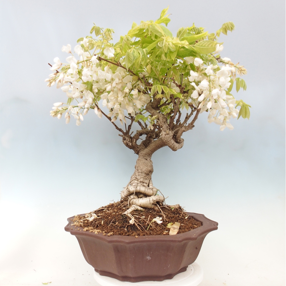 Bonsaï d'extérieur - Vistaria - Wisteria